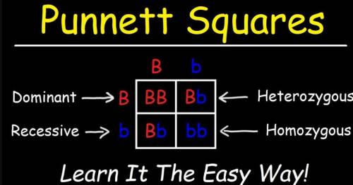 Which of these choices describes the purpose of a Punnett square? O to diagram family relationships