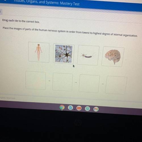 Drag each tile to the correct box.

Place the images of parts of the human nervous system in order