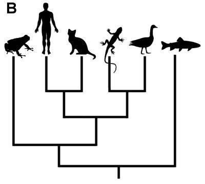 According to this Branching Tree, which of these organisms is most closely related to humans?