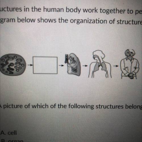Structures in the human body work together to perform specific functions. The

diagram below shows