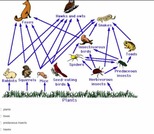 Based on this diagram, which of the following organisms would be directly affected by the removal o