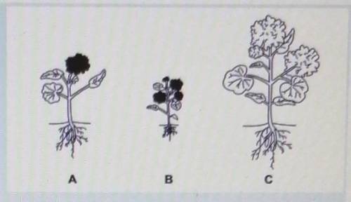 The pictures show some geranium plants. They all belong to the same species but show

variations.