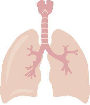 The diagram below shows the lungs, which are the main organs in the respiratory system.

What is t