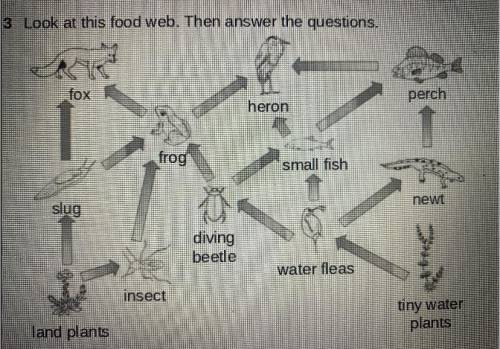 Write a food chain from this food web with six trophic levels.