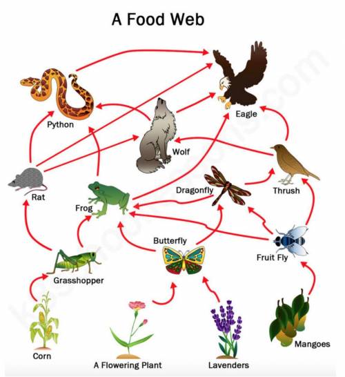 Helppppp meeeeeeeeeeeeeeeeeeeeeeeeeeeee ill mark brainlist

1.Analyze the food web. If the frog po