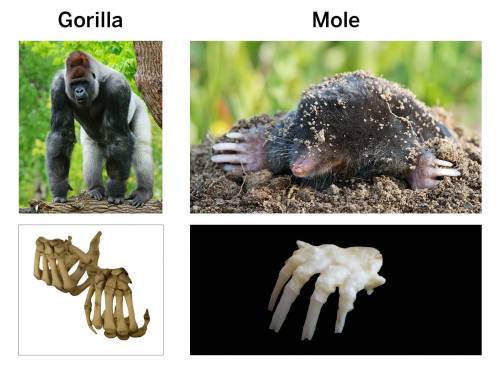 Describe the shape of the western gorilla’s hands

Describe the shape of the European mole’s hands