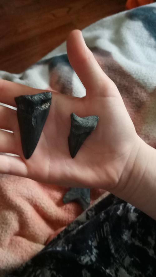 What type of shark teeth are these
