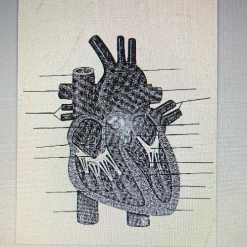 Help I need the labels for this heart
