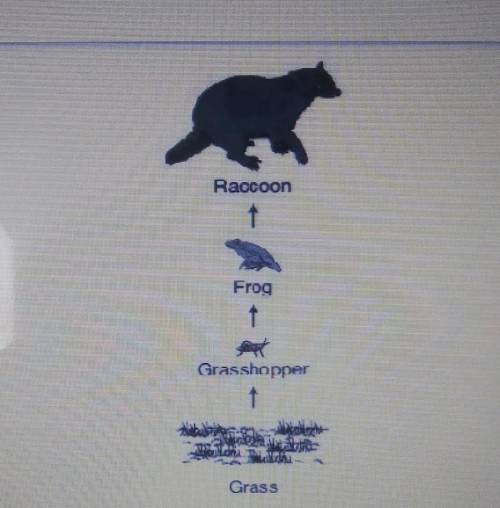 What do the arrows in the food chain below indicate about the flow of energy in an ecosystem?

 A.