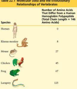 The table shows the number of amino acid differences seen in several species compared to humans. Us