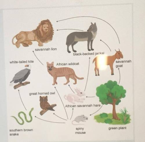 Explain why decomposers would be necessary in this food web.