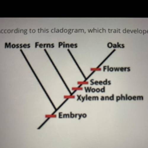 According to this cladogram, which trait developed first?

A.Flowers
B. Seeds
C. Wood
D. Xylem and