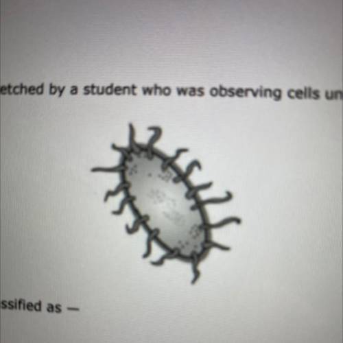 The drawing below sketch by student who was observing cells under a microscope. The cell shown abov