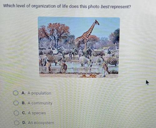 Which level of organization of life does this photo best represent?

A. A populationB. A community