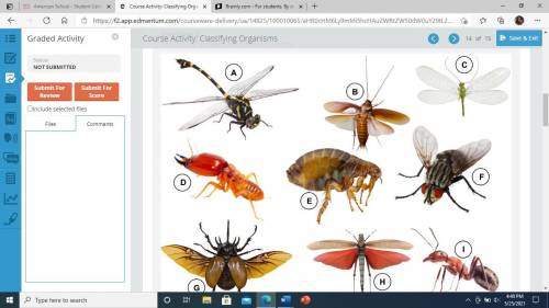 Please Help ASAP!!!

 This image shows nine different insects. 
Use this dichotomous key to identi