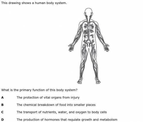 What is the primary function of this body system?
