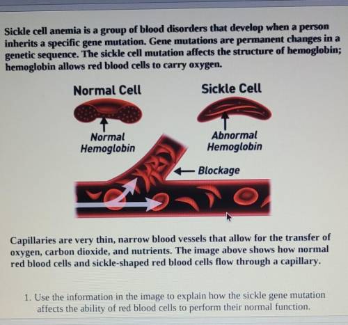 1. Use the information in the image to explain how the sickle gene mutation affects the ability of