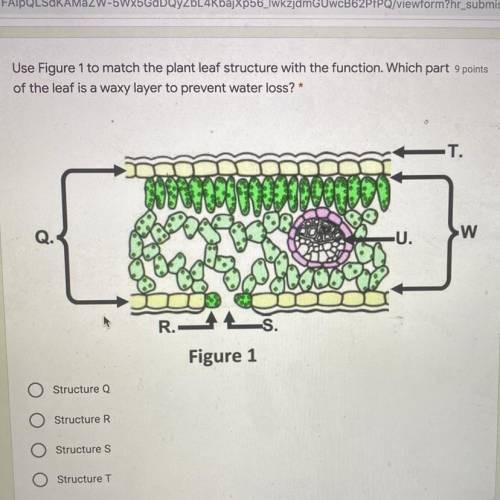 Use Figure 1 to match the plant leaf structure with the function. Which part 9 points

of the leaf