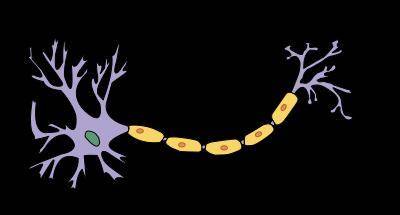 Which part of the neuron is labeled A?

Choose 1 
Axon terminal
Dendrite
Cell body
Axon