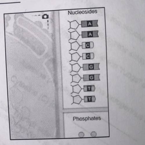 2. Based on this picture, how do you think a DNA molecule makes a

copy of itself? (Hint: Look at