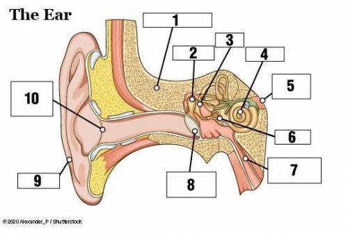 Label the following diagram of the ear by matching the number of the part with its correct name in