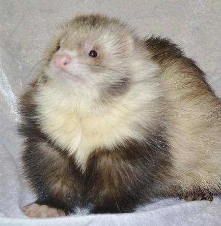 Hey guy’s I’m HumanFerret and today I can help you on any questions you need help with