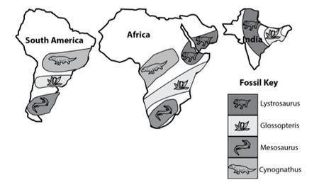 The distribution of fossils is used as evidence for plate tectonics. The distribution of four diffe