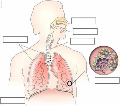 En una imagen señala las partes del sistema respiratorio AYUDA porfavor