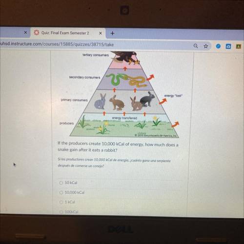 Energy pryramid, please help
