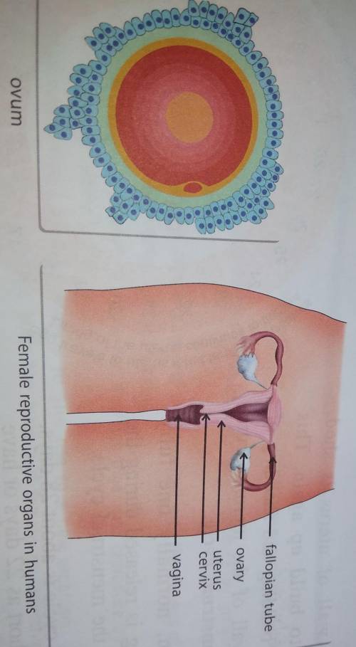 Fallopian tube

2ovaryuteruscervixvaginaovumFemale reproductive organs in humans. explain the answ