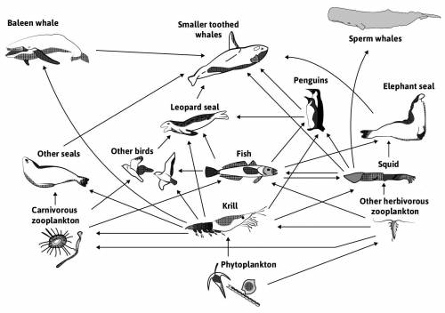 Can you help?

Use the oceanic food web to answer the following question.
Choose one organism in t