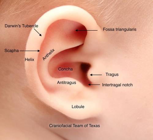 Name the parts of the outer ear.