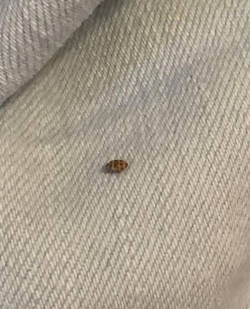 What was this bug on my shorts in my draw