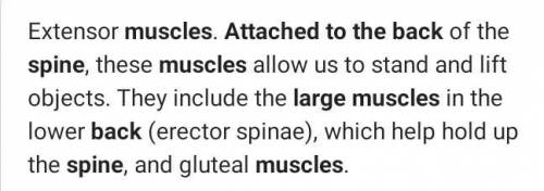 A large muscle attached to the back *