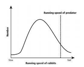 The graph below shows the running speed of rabbits in a population. It also shows the running speed