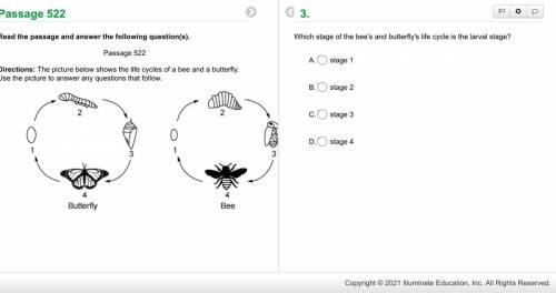 Which stage of the bee's and butterfly's life cycle is the larval stage?