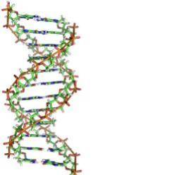 Look at the DNA molecule shown at right. What does it look like?