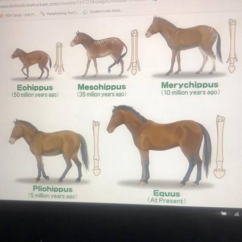 Look at the illustration below. This illustration shows the changes in bone structure of horses ove