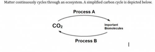 HELP HELP HELP!!! Explain the relationship between Process A and Process B. Describe how carbon ato