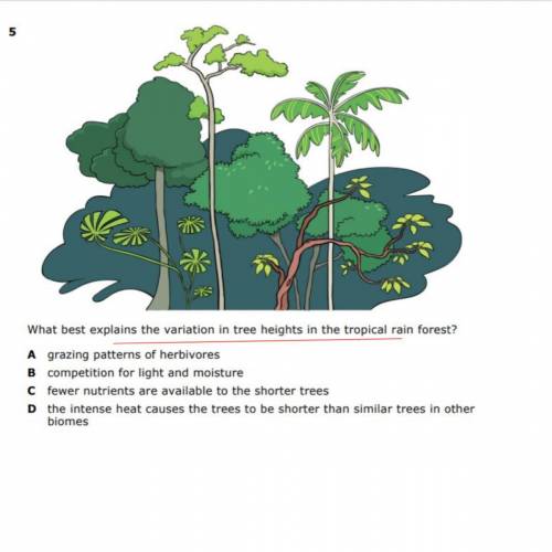 What best explains the variation in tree heights in the topical rain forest