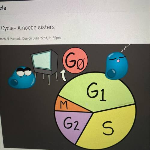 What is the cell doing in G zero?

A. preparing to divide
B. synthesizing their DNA
C. carrying ou