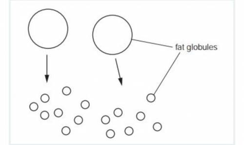 Fat is particularly difficult to digest as it is not water soluble and forms spherical globules in