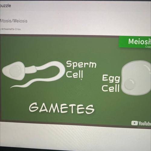 Meiosis makes sperm and egg cells which are called

A. Gametes
B. Somatics
C. Spindles