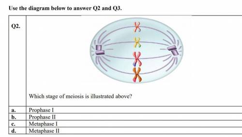 Use the diagram below to answer Q2 and Q3.
Q2.
Which stage of meiosis is illustrated above?