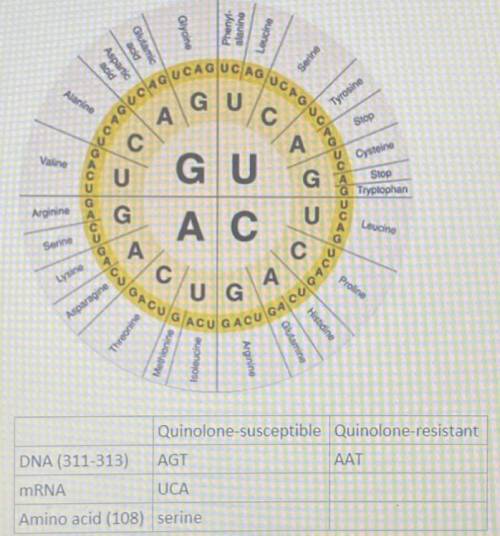 Transcribe and translate the mutated codon to determine the 108th amino

acid of the mutated DNA g