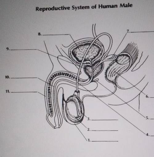 Label the male reproductive system. ​