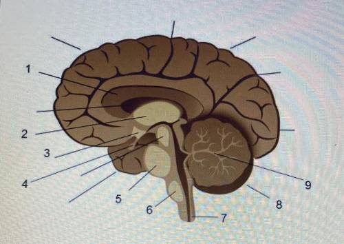 Match each part of the brain with the correct label!

-Pons
-Thalamus
-Spinal Cord
- Hypothalamus