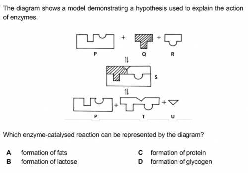 Which enzyme-catalysed reaction can be represented by the diagram?

Image is attached as below, th