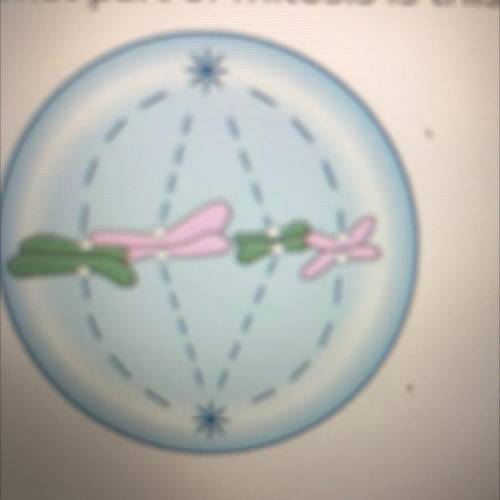 What part of mitosis is this cell going through?