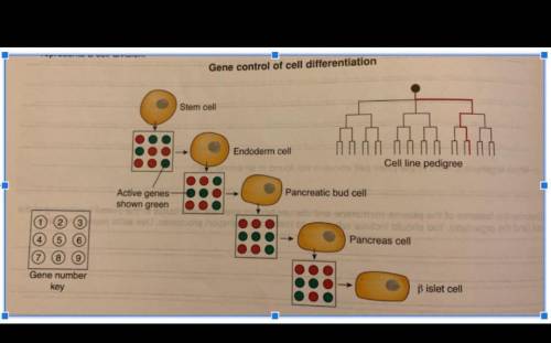 Which gene(s) seemed to play the biggest roll in the differentiation of a pancreas cell into a beta